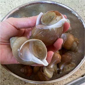 [선주직송]산소포장! 구룡포 당일조업 신선 보장 쫄깃한 백골뱅이 생물 백고동을 식탁에 올려보세요!, 1개, 1kg(중소믹스40미내외)
