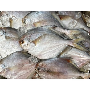 [산지직송] 국내산 생물 병어 1kg (6~9미) 미손질 신선 당일포장 집반찬 추천, 1박스, 병어 1kg(6~9미)