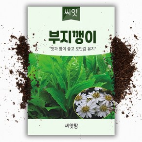 씨앗팜 부지깽이 씨앗 100립 - 섬쑥부쟁이