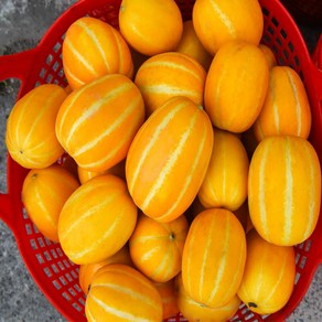 [이로운한입] 고당도성주 참외 가정용/급식용 10Kg, 1박스, 10Kg(소과 51~70과)