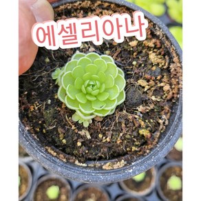 벌레잡이제비꽃-에셀리아나/ 모라넨시스 아그나타 벌레를 잡아먹는 무서운식물, 1개