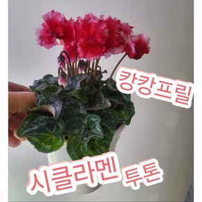 프릴시클라멘꽃/캉캉/투톤/향내음까지 풀풀~ 시클라멘프릴, 1개