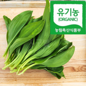 [오대산골짜기]새벽수확 특상급 홍천 고랭지 명이나물, 500g, 1박스