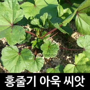 홍줄기 붉은 아욱 씨앗 토종 아욱 씨앗 재래종 100알, 1개