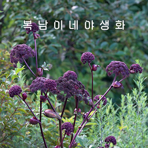 토종 참당귀꽃 [3포트 복남이네야생화 모종]