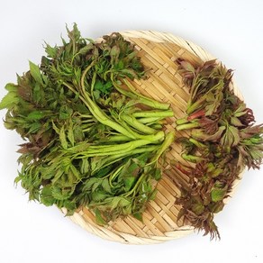 강원 정선 자연산 눈개승마 능개승마 삼나물 산나물 고냉지 채취, 1kg, 1박스