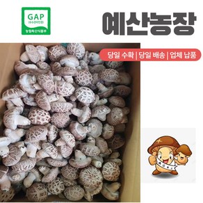 GAP인증 100% 산지직송 특품화고 생표고버섯 대용량표고버섯 급식용 양 많은 화고 표고버섯 고급형 (농장직배송) 화고 이유식 끝내주는 백화고