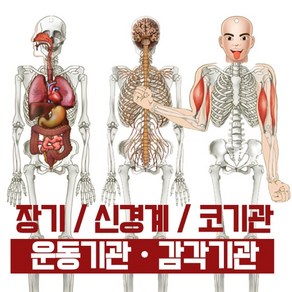 인체내부골격만들기 (신경계+코기관+운동감각) 1인용