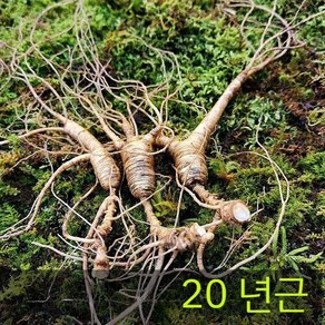 백두산 20년근 임하삼 산양삼 선물용 임하산삼 10뿌리 한세트, 노란색, 100 그램, 1개