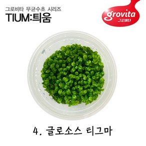 [그로비타] 무균수초 글로소스 티그마/무균/수초/전경