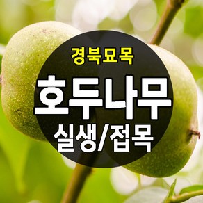 [경북농원] 실생/접목 호두나무묘목 신령호두, 호두나무, 1개, 신령호두 실생묘 1년생