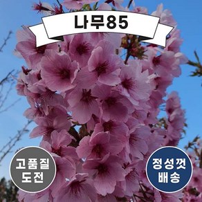 (나무85) 홍벚 접목1년