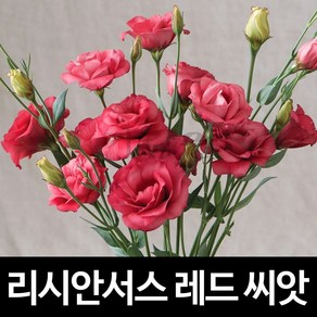 레드 리시안셔스 씨앗 리시안서스 종자 꽃씨 씨 10알, 1개