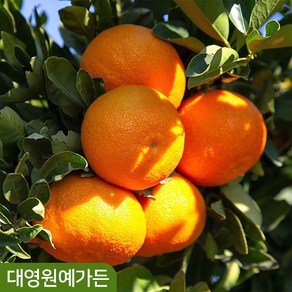 귤나무 레몬나무 결실주 실내공기정화 과일나무, 01. 귤나무 결실주, 1개