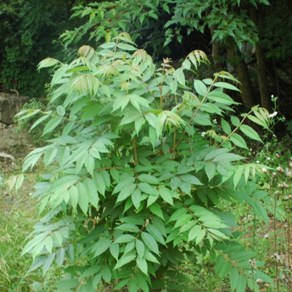 참죽나무 1년생 털이묘 (10개 묶음 판매) 약용수 새순 나무 묘목 참중나무, 10개묶음, 10개