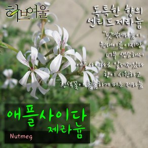 [허브여울센티드제라늄] 애플사이다제라늄 (넛맥) 지름 9~10cm 소품화분 (상토와 마사만 사용), 소품, 1개