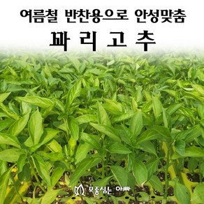 [모종심는아빠] 여름철 반찬용으로 안성맞춤 꽈리고추, 12개, 모종