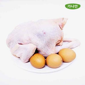 가나안식품 노계 1마리 산란닭 폐계닭 백숙 통닭구이 육수용 생닭 개별 진공포장, 1개, 1.3kg