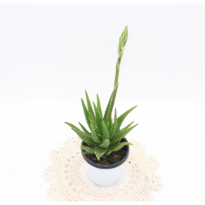 [골든플랜트] 알로에[Aloe ssp} 선인장 소품 다육이과식물 반려식물 실내공기정화식물, 1개