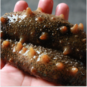 [당일조업]국내산 방금 조업한 살아있는 활 해삼 500g sea cucumber