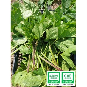 유기농산물-어수리나물/왕의나물 1Kg (﻿강원도 홍천군 내면 고랭지 재배 및 육묘 농가에서 직접 판매), 1개