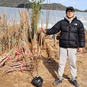 왕매실나무 묘목 홍매실 접목4년생 결실주 원예 과실수