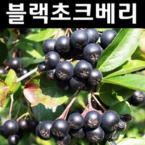 블랙초크베리(아로니아) 나무 묘목 실생3년 뿌리묘3개/유실수 과실수, 3개