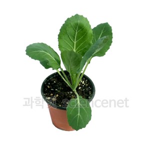 [과학코리아] (4월입고예정/순차발송) 배추흰나비 (먹이식물) (중) (1개입) /먹이식물만 케일만 나비알 미포함