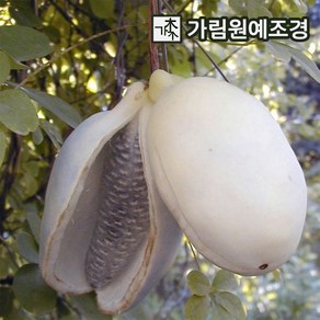 으름나무 대과종 유실수 가림원예조경, 백화으름(대과종) 3.5치포트(2개세트), 1개