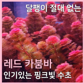 [수초농부] 레드카붐바 달팽이 없는 키우기 쉬운 초보자용 붉은 수초, 10개