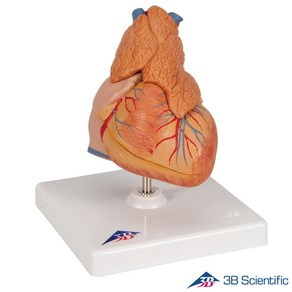 3B Scientific 인체모형 G08/1 3분리 심장모형 흉선포함, 1개