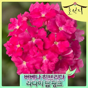 [초선지] 3개묶음 버베나 히브리다 딥핑크 파라솔 10센치, 3개