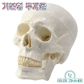 ERLER ZIMMER 인체모형 기본형 SKULL 3분리 두개골 실제사이즈