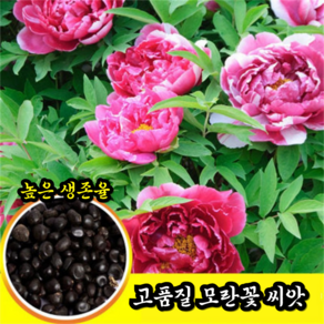[높은생존율] 모란꽃 씨앗 꽃의 여왕 모란 씨앗, 50알