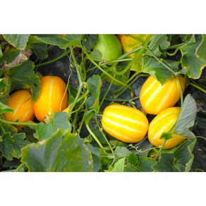 땅아래농산 [당일수확 농장직송] 성주 꿀 참외 5Kg 가정용 선물용, 1박스, 꼬마과 3kg