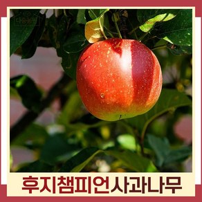 사과(후지챔피언) 이중접목1년 뿌리묘 나무 묘목 (1주) 다승농원, 1개
