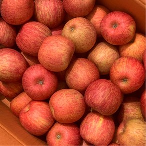 사바나디렉터 청송사과 가정용 사과, 1개, 4-2) 5KG 중과(20-25개입)