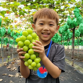 농장직송 프리미엄 고당도 샤인머스켓, 4kg(5~6수), 1개