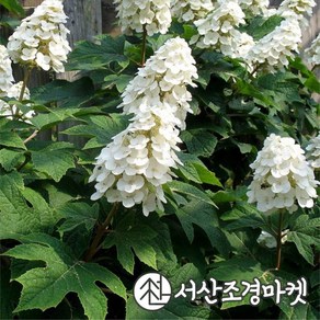 수국 떡갈잎수국 아이스 크리스탈 5치포트 묘목 나무 서산조경마켓, 1개