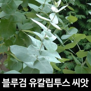 블루검 유칼립투스 씨앗 허브씨앗 글로블루 씨 10알, 1개