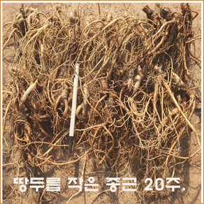 땅두릅 소모종 (만1년생 ) 20주 판매, 1개