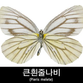 큰줄흰나비표본/Pieris melete