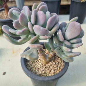 [수암다육] 신데렐라 Echeveria 'Cinderella' 랜덤발송 다육 다육이 다육식물