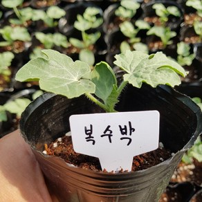 [모종모종]복 수박 2주 모종(더존복수박) 2주 1셋트