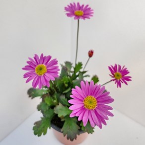 서비내 유럽패랭이 Dianthus chinensis L 노지월동 야생화 분홍꽃 사철꽃, 1개