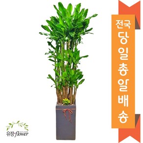 대형화분 고급 개업화분 거실인테리어화분 당일배송, 04. 황금죽(기본받침), 1개