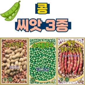 콩 씨앗 3종 땅콩씨앗+완두콩씨앗+강낭콩씨앗 채소 텃밭 씨앗, 1개