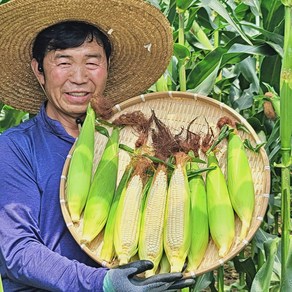 강원도 냉동 찰옥수수 산지직송, 5개