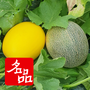 [고령1등농가]20bix 그린 골드 하미과 멜론 고당도 메론, 1박스, 골드 하미과메론 2kg (2-3과)
