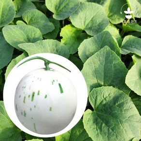 리틀플랜트 백자멜론 하얀 무네트 메론 모종, 1개